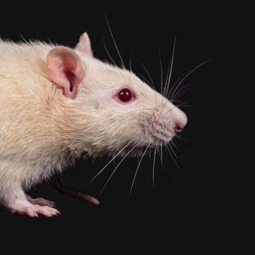 Effects of paternal 5 G RFR exposure on health of male offspring mice