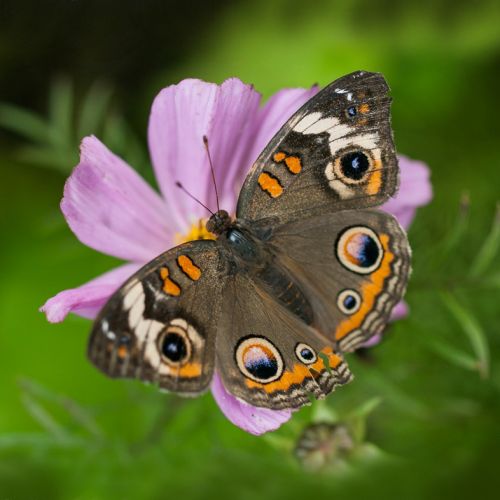 Flora and fauna: how nonhuman species interact with natural and man-made EMF at ecosystem levels and public policy recommendations