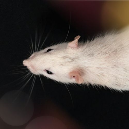 On exposure–response interpretation and evidence synthesis in low-intensity RF-EMF research