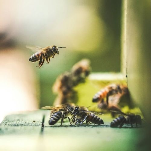 The bees at hive
