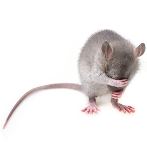 The effect of 6GHz radiofrequency electromagnetic radiation on rat pain perception