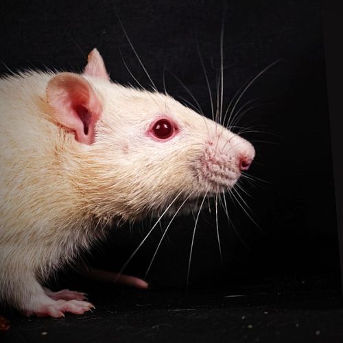 Effects of radiofrequency electromagnetic field exposure on cancer in laboratory animal studies, a systematic review