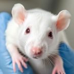 New WHO systematic review says: Wireless increases cancer risks for animals
