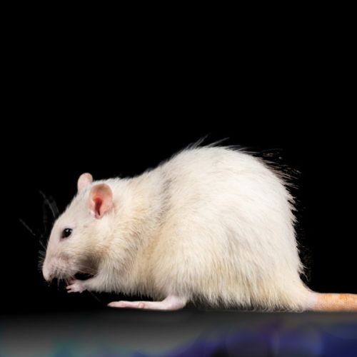 The effects of acute and chronic exposure of 2100 MHz radiofrequency radiation on rat mismatch negativity
