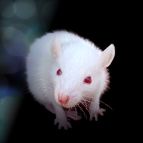 Alpha-Lipoic Acid Preserves Testicular Integrity Under 2.45 GHz Electromagnetic Radiation