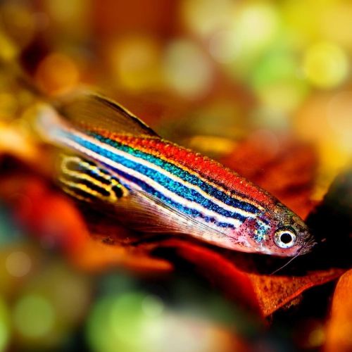 exposure of zebrafish to 5G radio frequency