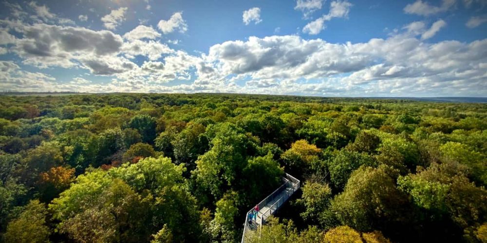 ESC is preparing an international event for the summer 2027 in Hainich Park